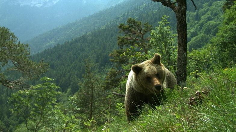 Ein Bär im Trentino: Um die Tiere gibt es Streit.