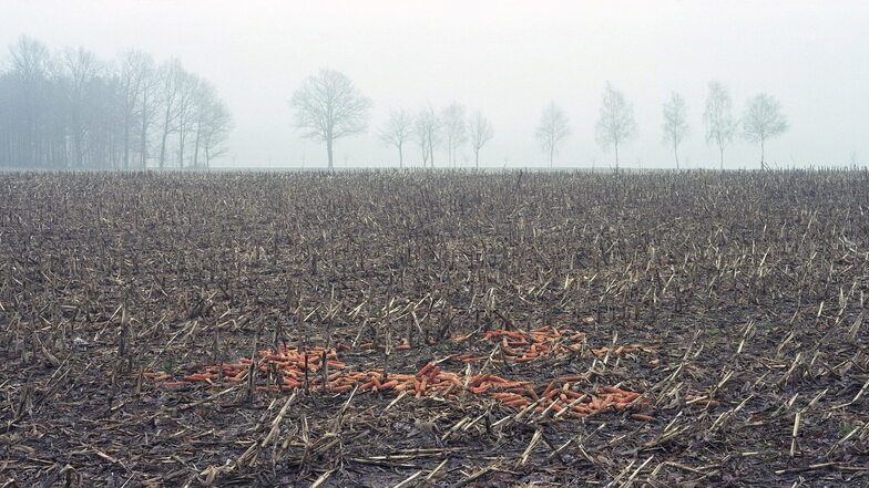 Abgeerntetes Maisfeld im Nebel in Gebelzig 2003, aus der Serie Agrarlandschaften