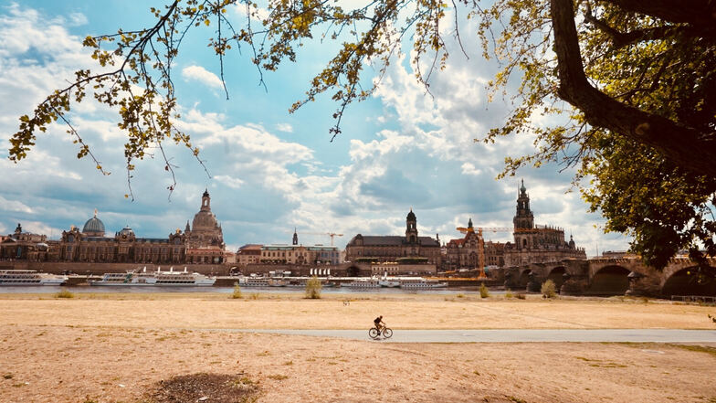 Hitzesommer, vertrocknete Elbwiesen, abgestorbene Bäume: Ruft die Stadt Dresden den Klimanotstand aus?