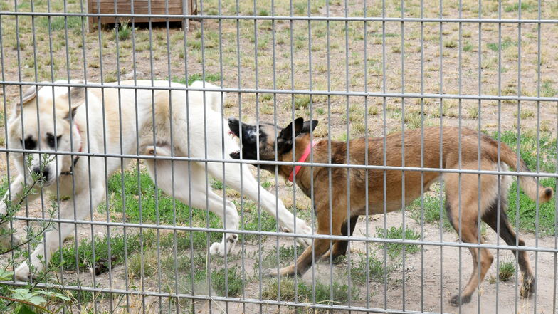 Im Tierheim Leipzig attackiert eine angstaggressive Schäferhündin einen anderen Hund.