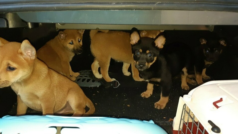 Diese Hundewelpen hat der Fahrer im Kofferraum transportiert.