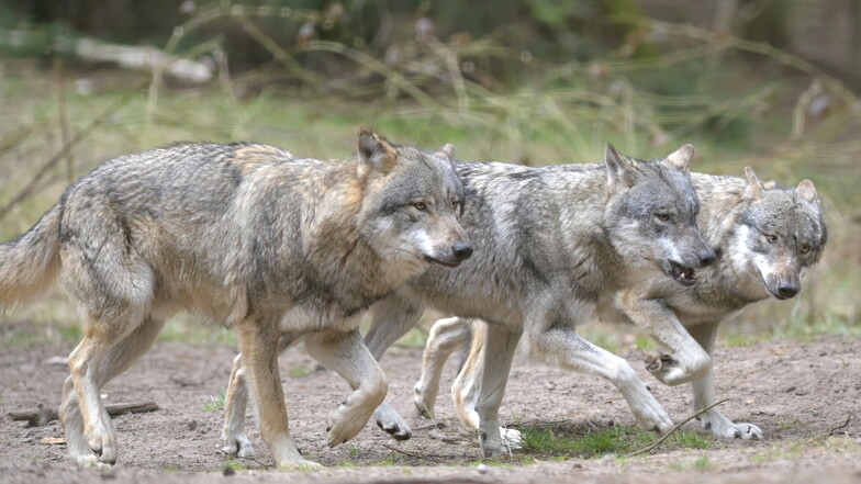 In der Oberlausitz gibt es besonders viele Wolfsrudel. Bei Nebelschütz wurde jetzt ein kranker Rüde gefunden, er musste eingeschläfert werden.