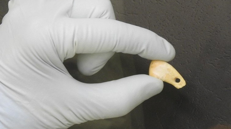 An diesem Jahrtausende alten Schmuckstück aus dem Zahn eines Hirsches fanden die Leipziger Wissenschaftler die Spuren menschlicher DNA.