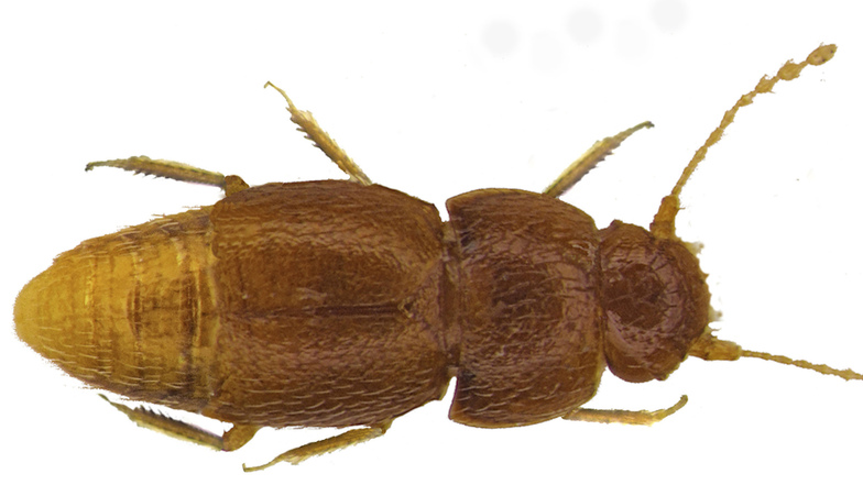 Nelloptodes gretae heißt der kleine Käfer, der seinen Namen explizit zu Ehren von Thunberg erhalten hat. Er ist nur etwa einen Millimeter groß und gehört zur Familie der Zwergkäfer.