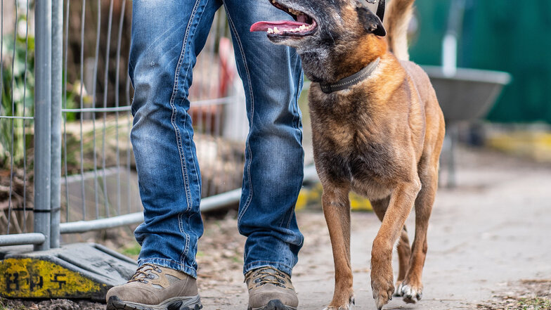 Der Diensthundeführer Jörg Siebert mit seinem Belgischen Schäferhund Artus auf dem Campingplatz Eichwald.