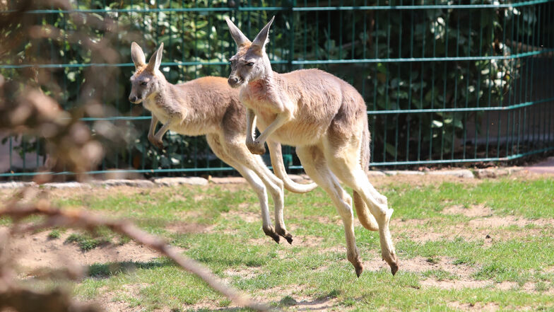Der Känguru-Nachwuchs im Zoo Dresden ist schon
sehr aktiv.