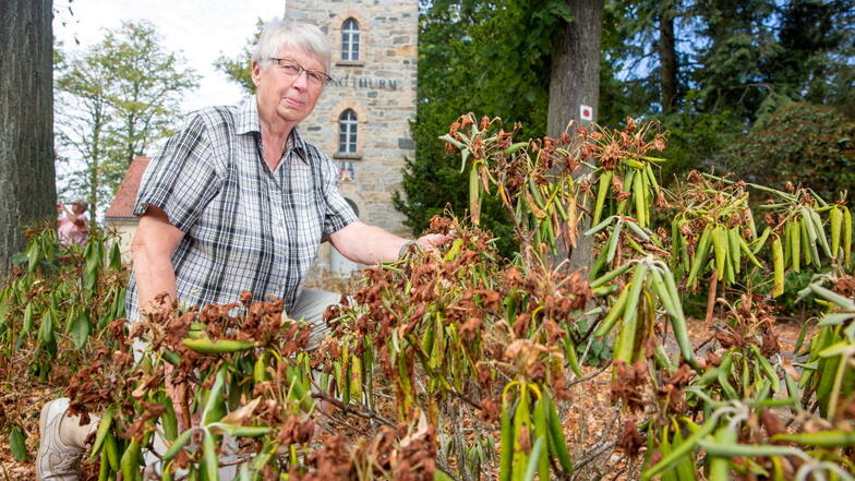 Ein trauriges Bild: Die Rhododendren auf dem Kamenzer Hutberg rollen ihre Blätter ein. „Eine Reaktion auf den Wassermangel“, sagt Heidrun Pallmann, die Vorsitzende des Hutberg-Fördervereins.