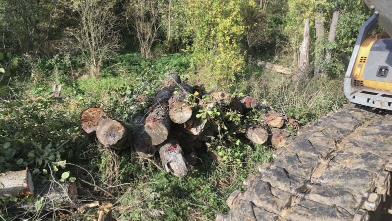 Umfangreiche Holzungen haben zur Wochenmitte nahe Mühlbach begonnen. Die betroffenen Bäume sind krank und morsch.