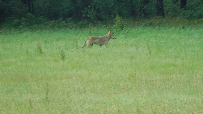 Dieses Tier lief eines Nachmittags am Rand von Crostau über eine Wiese. Fachleute bestätigen, dass es sich um einen Wolf handelt.