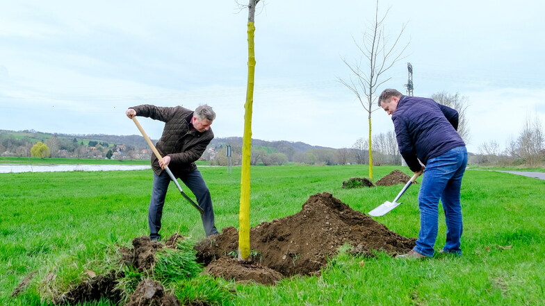 Die beiden Oberbürgermeister aus Radebeul und Coswig bedecken die Wurzeln einer der beiden Flatterulmen mit Erde. Zuvor hat der Coswiger Bauhof die Pflanzlöcher vorbereitet.