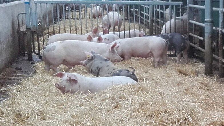 So schön an frischer Luft werden die Bio-Schweine in Wülknitz die nächsten Wochen und Monate wohl nicht verbringen. Die Stallpflicht droht.