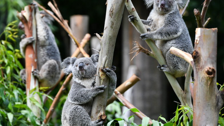 Australien: Über 2.000 Koalas verbrannt