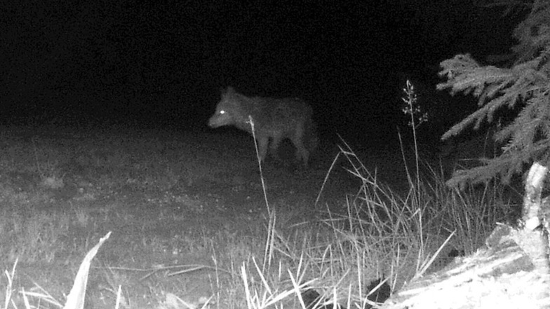 Ist das ein Wolf oder doch nur ein Fuchs, der in die Fotofalle von Familie Illgen in Gebersbach getappt ist? Die Experten im Kontaktbüro „Wölfe in Sachsen“ erklären, dass es sich um einen Fuchs handeln muss.