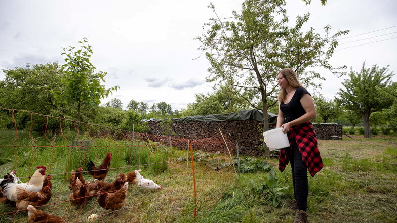 Artgerecht und im Freiland gehalten: 100 Hühner und fünf Hähne leben auf dem Lauehof. Damit ist die Eierproduktion wieder sicher.