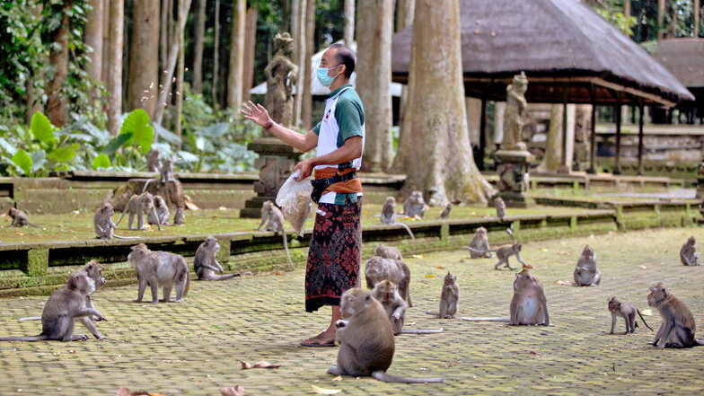 Made Mohon, Park-Manager des Sangeh Monkey Forest, füttert Makaken mit gespendeten Erdnüssen. Wegen Corona bleiben auf Bali die Touristen aus - und damit auch das Fressen für Hunderte Affen.