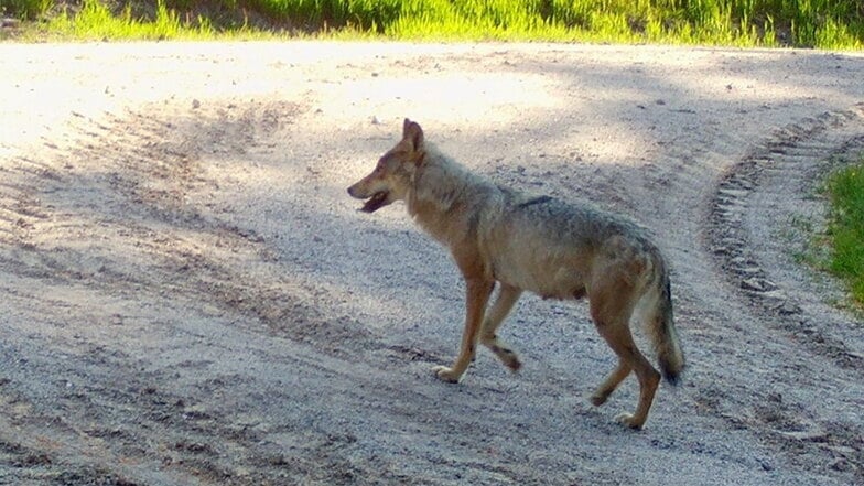 Bautzener Landrat will mehr Schutz vor Wölfen