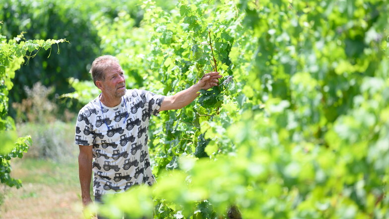 Winzer Zimmerling auf seinem Weinhang in Dresden-Pillnitz.