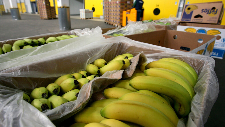 Mitarbeiter des Fruchthofs Stauda entdeckten in Bananenkisten die größte Menge Rauschgift, die je in Sachsen gefunden wurde.