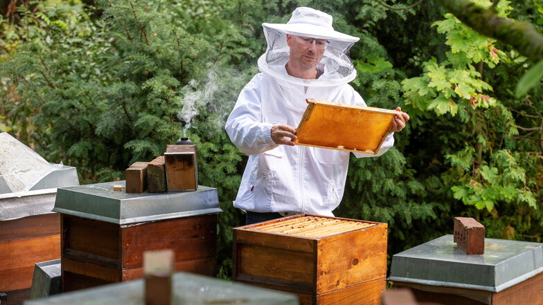 Wie steht es um die Bienen im Landkreis Meißen?