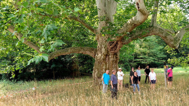 Am Wochenende trafen sich knapp ein Dutzend Meißner Naturfreunde, um für den Erhalt der Platane im Schlosspark Siebeneichen zu demonstrieren.