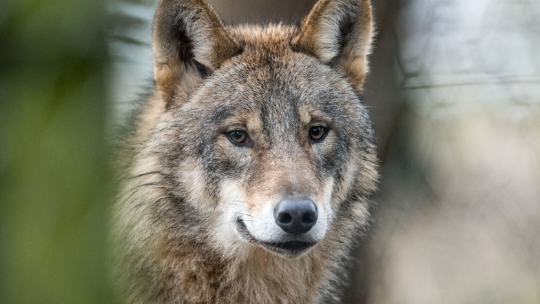 Der Wolf, der bei Löbau Weidetiere gerissen hat, soll geschossen werden. (Symbolfoto)