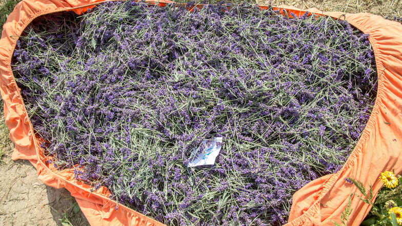 Insgesamt 400 Kilo wiegt die erste Ernte des Lavendelfeldes in See. In einem nächsten Schritt soll daraus Öl gewonnen werden.