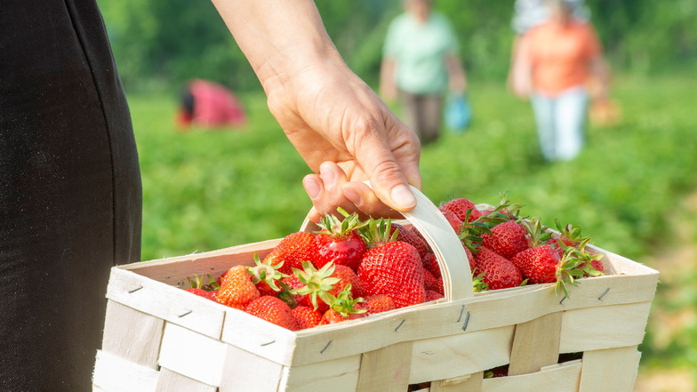 Von Anfang Juni bis Ende Juli geht in etwa die Erntesaison auf den Erdbeerfeldern um Sörnewitz. Bei vielen ist die Selbstpflücke beliebt, weil man dann buchstäblich weiß, was man im Körbchen hat.