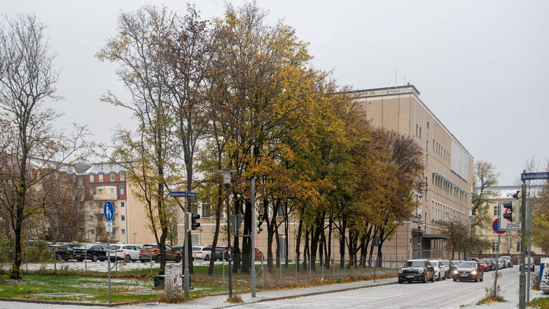 Die Feldahorne am Städtischen Klinikum in Dresden sollten gefällt werden, damit ein neues Parkhaus gebaut werden kann. Weil die Baumart aber dem Klimawandel besonders gut standhält, haben diese Exemplare Glück - und dürfen bleiben.
