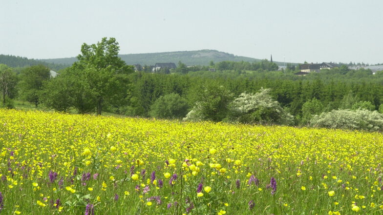 Die Geisingbergwiesen gehören zu den besonderen Naturschönheiten des Osterzgebirges, hier ein Blick Richtung Altenberg. Vom Hahnenfuß sind sie gelb eingefärbt. Hier wachsen mit dem Knabenkraut seltene Orchideen und auch die Trollblume ist hier zu finden.