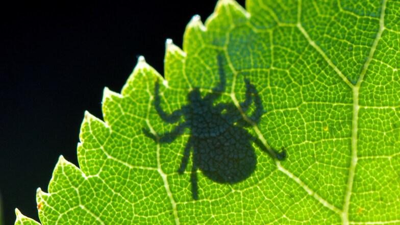 Im Gegenlicht ist der Schatten einer Zecke (Ixodida) auf einem Blatt zu sehen. Das Tier wartet auf Beute.