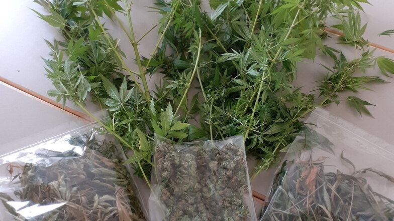 In der Wohnung eines Mittweidaers hat die Polizei zwei Cannabispflanzen und Drogen gefunden.