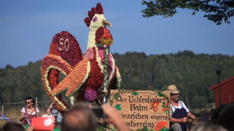 Allen vornweg bewegt sich der meterhohe Lichtenhainer Hahn an der Spitze des Umzuges. Das völlig mit Dahlien bestückte Tier ist das Wahrzeichen.