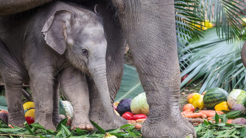 Das am selben Tag auf den Namen ·Bao Ngoc· (·Kostbarer Juwel·) getaufte Elefantenmädchen im Zoo Leipzig steht unter dem Bauch seiner Mutter Thuza.