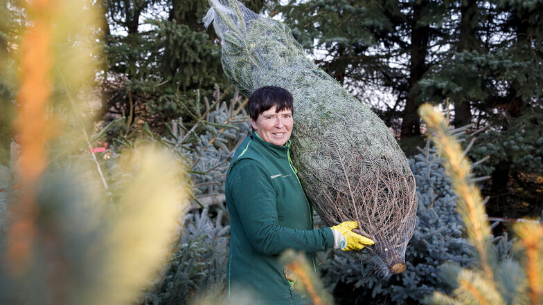 Uta Belger betreibt mit ihrem Mann das "Tannengut Belger" in Niedercunnersdorf - die größte Weihnachtsbaum-Plantage weit und breit.