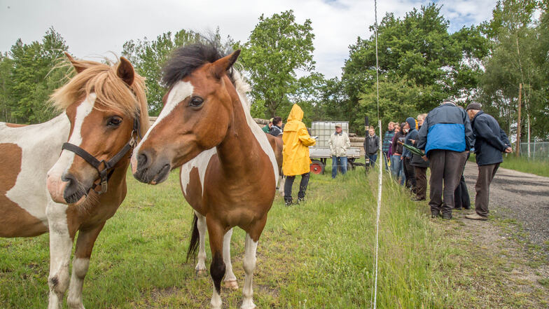 Zwei der vom Veterinäramt des Landkreises am 25. Mai versteigerten Kleinpferde gingen nach Hagenwerder. Doch dort erlebten sie und ihre neue Besitzerin zwei unliebsame Überraschungen.