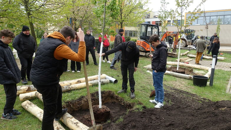 Der Gerüstbau Gemeinhardt und die Firma Bau Logistik haben Bäume für den Schulhof in Döbeln spendiert und gepflanzt. Schüler haben dabei geholfen.