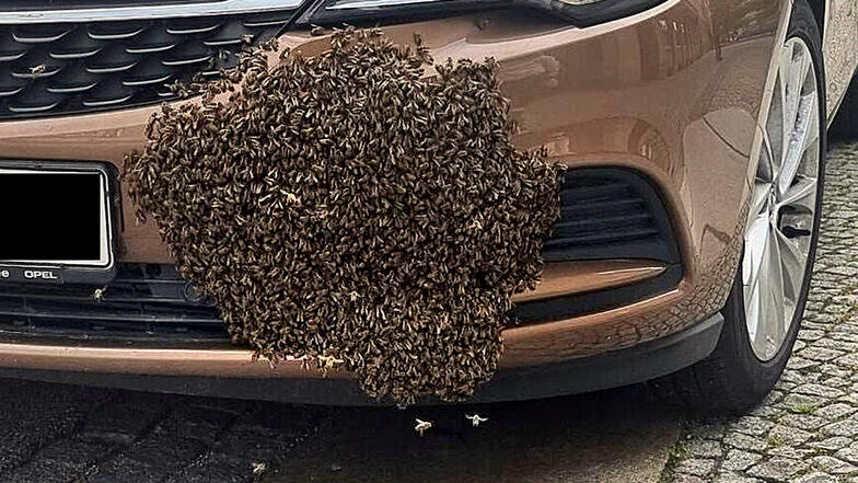 Im Mai 2021 hatten sich Bienen in Bautzen ein Auto als Ausschwärmziel gesucht. Die Feuerwehr musste den Schwarm entfernen.