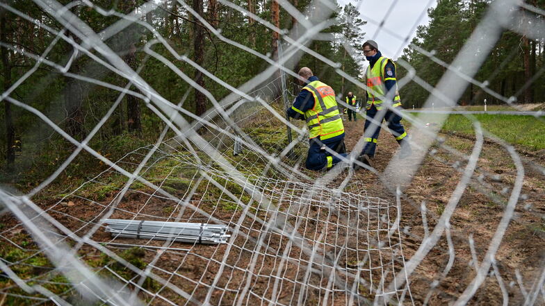 Tausende Kilometer Zaun stehen in den Kreisen Bautzen und Görlitz, um das Einschleppen der Afrikanischen Schweinepest aus Polen zu verhindern.