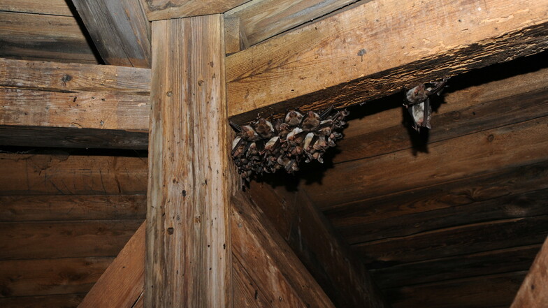 Fehlen Nisthilfen oder Behausungen für Fledermäuse, so sammeln sich die Tiere ungeschützt im Dachgebälk. Wie hier im Glockenstuhl in der Kirche Sankt Georg in Daubitz,