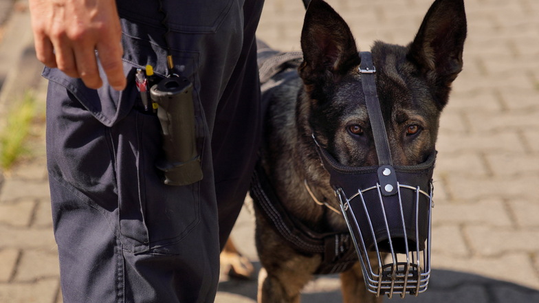 Wenn in Sachsen kommunale Bedienstete wie die Mitarbeiter von Ordnungsämtern ihre Arbeit verrichten, können sie mit ähnlichen Hilfsmitteln wie Polizeibeamte ausgerüstet werden - inklusive Diensthund. Nur Schusswaffen sind für sie tabu.