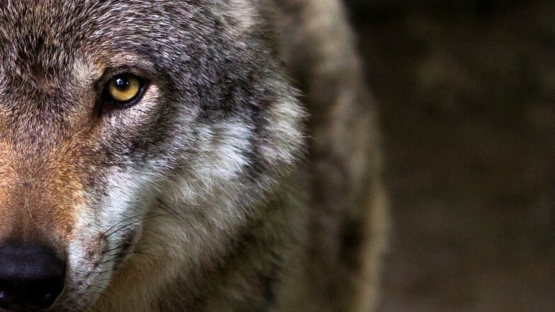 Wölfe sind beeindruckend, aber nicht nur in der Lausitz ein Reizthema.