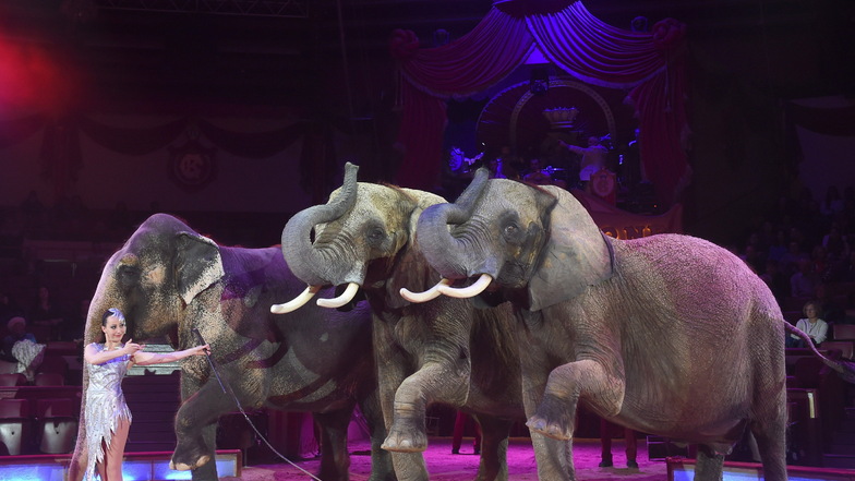 Wenn es nach Agraministerin Julia Klöckner geht, dürfen Zirkusse in Zukunft keine Wildtiere wie Elefanten neu anschaffen.