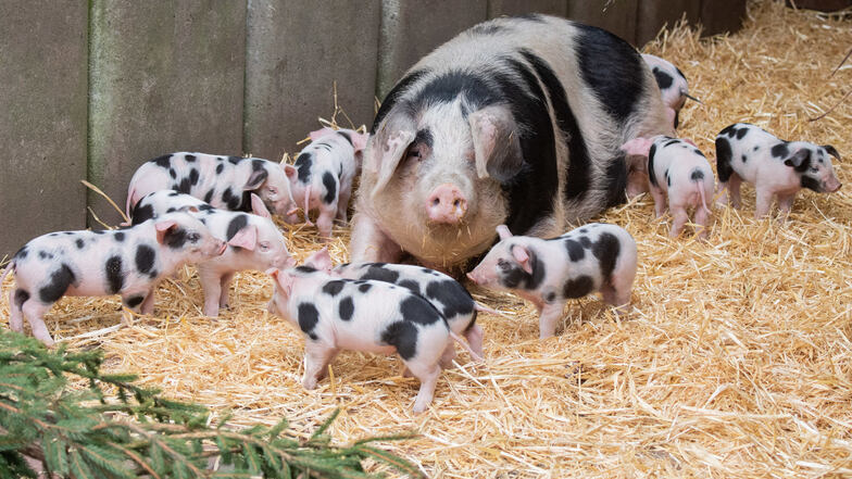 Können sich auch Schweineund andere Nutztiere mit dem Coronavirus infizieren? Das will das Friedrich-Loeffler-Institut herausfinden.