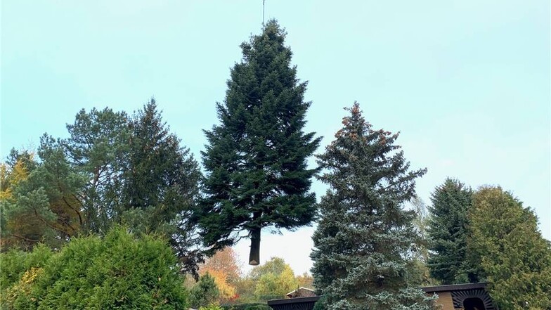 Und schon hängt die Küstentanne am Haken. 45 Jahre war der Baum in Zuschendorf gewachsen.