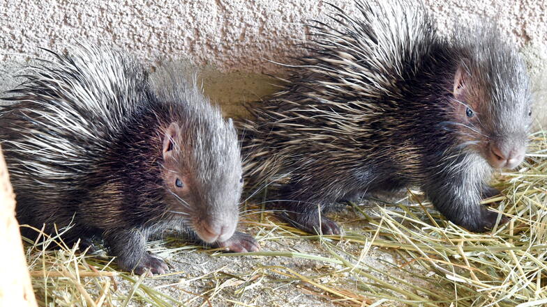 Vor gut zwei Wochen sind im Tiergarten in Delitzsch zwei Stachelschweine auf die Welt gekommen.