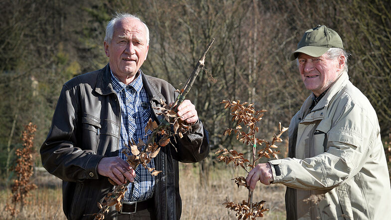 Wühlmäuse haben einige der Rotbuchen angefressen, die Karl-Heinz Teichert (l.) und Dieter Bär mit anderen Mitgliedern des Veschönerungsvereins neben der Gartengruppe Waldessaum gepflanzt haben.