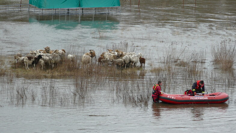 Schafe, die auf einer Insel in der Zschopau bei Limmritz vom Wasser eingeschlossen sind, wurden von Feuerwehrleuten auf einen höher gelegenen Bereich getrieben.