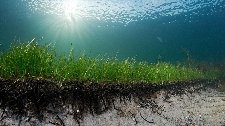 Eine Seegraswiese in der Ostsee: Forscher haben einen Seegrasklon entdeckt, der mehr als 1.400 Jahre alt ist. Es ist die älteste bisher bekannte Meerespflanze.