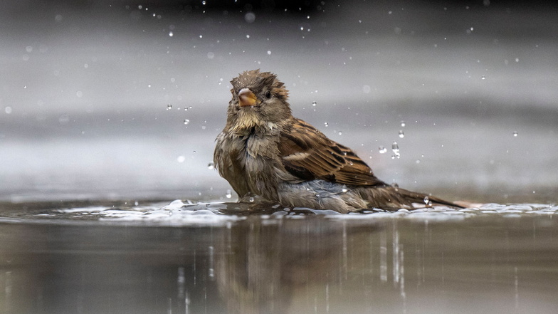 Ein Haussperling nimmt ein Bad in einer Pfütze: In Sachsen wurde diese Art bei der "Stunde der Gartenvögel" am häufigsten gesichtet.