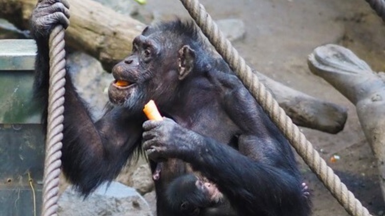 Schimpansenweibchen Corry kümmert sich liebevoll um ihr Junges.
